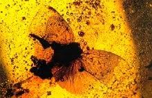 La forte persistenza del profumo naturale dell'ambra grigia le ha conferito un immenso successo nel settore della profumeria. L Ambra Grigia Prodotta Dal Capodoglio E L Ambra Vegetale Fossile
