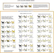Cat coat genetics determine the coloration, pattern, length, and texture of feline fur. Genetics Cat Coat Color And Pattern Warriors Amino