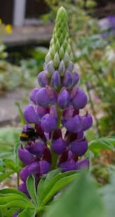 Check spelling or type a new query. 30 Fantastic Garden Flowers For Bees