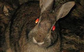 31 Night Animals With Glowing Eyes Red Yellow Etc With