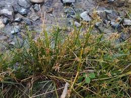 Image result for Isolepis prolifera
