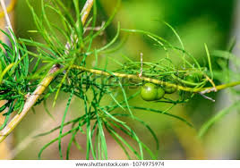 Image result for Asparagus racemosus