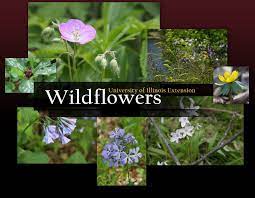 We did not find results for: Wildflowers University Of Illinois Extension