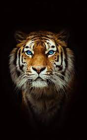 From www.papeldeparede.etc.br tigre papéis de parede 4k. Tiger Wallpaper 4k Best Cool Tiger Tiger Wallpaper Tiger Wallpaper Iphone Tiger Images