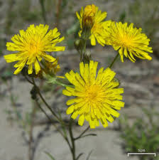 Image result for Crepis newii