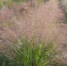 Image result for Eragrostis hispida