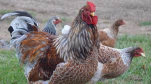 Chicks, hatching eggs and started adults available seasonally. Blue Laced Red Wyandotte Chickens Amazingly Handsome Egg Producers Youtube