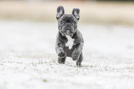 Akc registered french bulldogs comes with up to date shots dwormed a free vet visit and health guarantee for 8months. Blue French Bulldog Breed Profile Color Price Temperament And More All Things Dogs All Things Dogs