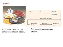 Hemoglobin merupakan protein yang berperan mengangkut oksigen dalam eritrosit, sedangkan mioglobin berperan dalam pengangkutan ion besi di dalam plasma darah yang selanjutnya dibawa ke dalam hati. Makanan Fungsinya Oleh Ida Rianawaty Ppt Download