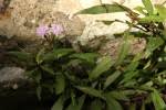 Image result for Vernonia wollastonii