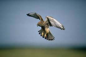 falcon dogan panosundaki pin