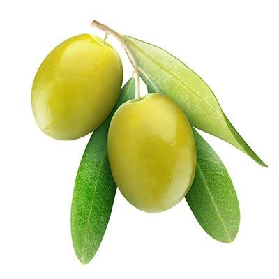 نهال زیتون زرد