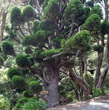 Image result for Araucaria cunninghamii