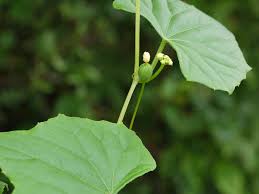 Image result for Zehneria