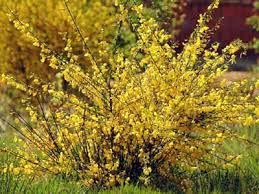 Check spelling or type a new query. Exotic Species Scotch Broom U S National Park Service