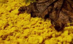 Slime molds can be classified as funguslike protists, because they are heterotrophs and feed on dead organisms. Tapping Into The Slime Mind