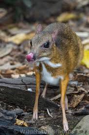 Kanchil The Lesser Mouse Deer Aka Lesser Malay Chevrotain Is A Species Of Even Toed Ungulate Found In China Cambodia Unusual Animals Weird Animals Animals