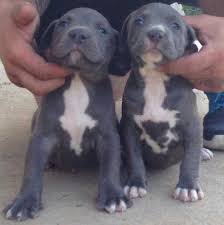 Make a down or full payment today to reserve or get your new fur baby. Pitbull Breeding Color Chart Pitbull Puppies