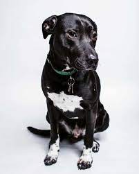 The dog s weight might be more than 100 pounds with a height of more than 30 inches. Meet Your Gentle Giant The Labradane Aka The Great Dane Lab Mix Animalso