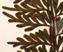 Image result for Asplenium dregeanum