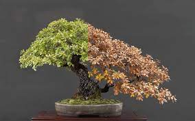 When you hover over the sapling in the pot you can see a percentage. Choosing A Bonsai Pot For Your Tree Bonsai Empire
