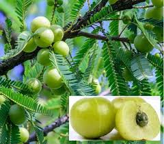 The fruit is rich in vitamin c. Indian Gooseberry Tree Seed Phyllanthus Emblica Emblic Etsy