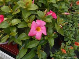 Image result for mandevilla obrázek