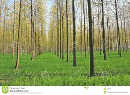Image result for Tree plantation