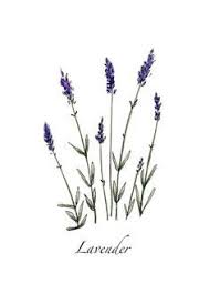 1ef854428f60a02a1d55ddaecf150e07 Jpg 236 329 Lavender Tattoo Herbalism Botanical Drawings