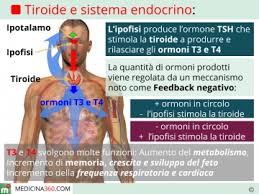 Tra gli alimenti consigliati in caso di tiroidite di hashimoto ma anche di più generale ipotiroidismo ci sono: Tiroidite Di Hashimoto Sintomi Cause Dieta Cura E Conseguenze