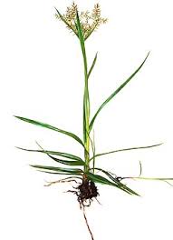 Image result for Cyperus dubius