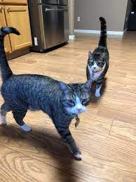 Fancy feast broths are available in the usa, which many cats seem to like, and some of them are pretty low in phosphorus I Started Both My Cats On A Raw Food Diet Almost A Month Ago They Took To It Very Well Hazel Back Has Been Doing Very Well With It And Is Much