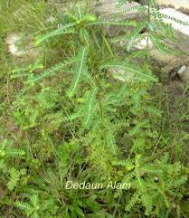 Tapi bagaimana cara menanamnya yang benar? Dedaun Alam Dukung Anak