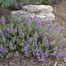 Image result for Scutellaria violascens