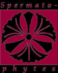 Image result for Pycreus atribulbus