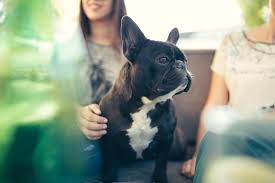 Island pet veterinary hospital offers compassionate, quality veterinary care. Veterinarians In Nanaimo British Columbia Island Animal Hospital