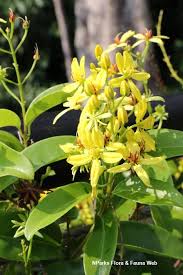 Image result for Tristellateia