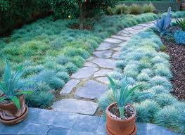 Blue Fescue Festuca Glauca Elijah Blue A Clump Forming Ornamental Grass Mass Planted As A Lawn Substitute Never Lawn Alternatives Plants Garden Design