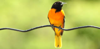 The rich, whistling song of the baltimore oriole (icterus galbula), echoing from treetops near homes and parks, is a sweet herald of spring in eastern north america. Bedford Audubon Society Baltimore Orchard Oriole