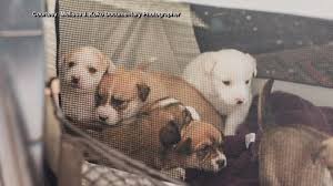 Here's what will happen when you report a lost or found pet: Teen Pilots Airlift Pets From Crowding New Mexico Shelters