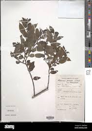 Image result for Rhamnus prinoides