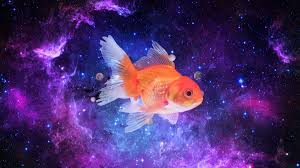 Maybe you would like to learn more about one of these? Researchers Discover Galaxy Sized Goldfish Astronauts Discarded From Space Shuttle In 1988