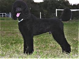 American kennel club poodle pups american kc registered pups i have five pups left1 white 1black and three silvers the sire is. Poodle Dynasty Red Apricot Black Standard Poodles For Sale