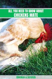 Check spelling or type a new query. How Do Chickens Mate