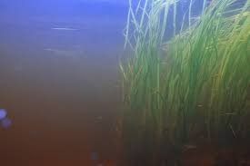 Black Algae In Fish Tank Good Or Bad Brown Algae In Fish Tanks How To Get Rid Of It For Good