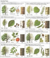 In general, these studies have achieved fruit identification accuracy ranging from 80% to 95% and. How Can Leaves Identify A Tree Phenology Science With Grambo Tree Leaf Identification Tree Identification Leaf Identification