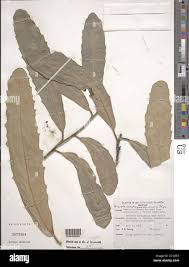 Image result for Brexia