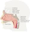 Learn vocabulary, terms and more with flashcards, games and other study what is the function of hair within this structure? Anatomy Head And Neck Nasal Cavity Statpearls Ncbi Bookshelf
