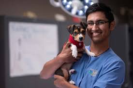 Veterinary technologists and technicians earned an average salary of $36,670 in 2019. How To Become A Vet Assistant Career Guide