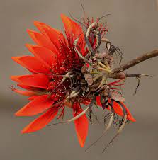 Flowers Of The Indian Coral Tree Erythrina Variegata In Kolkata West Bengal India Flower Art Flowers Nature Cineraria
